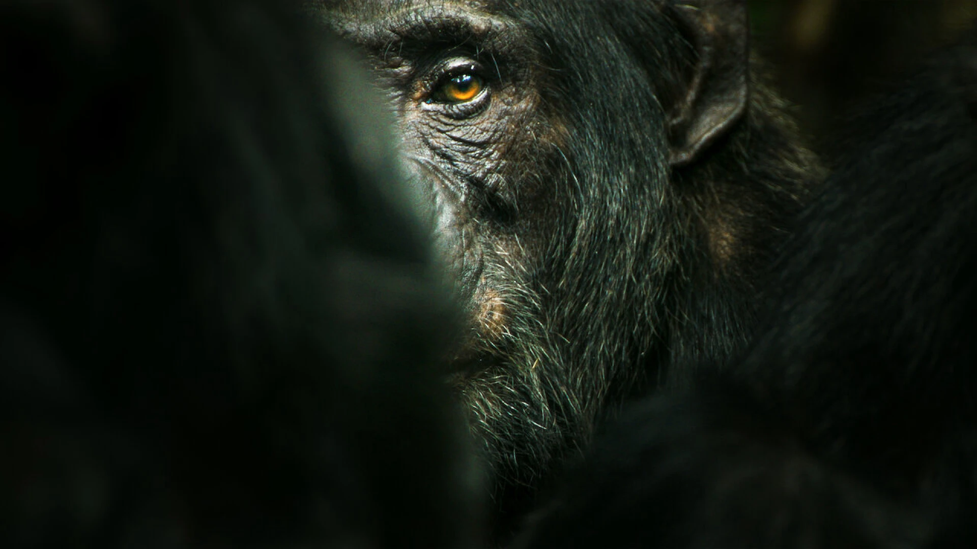 Đế chế tinh tinh